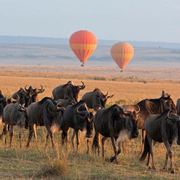 LiNGER Sabbaticals And Bespoke Holidays - Africa - Hot Air Balloons Floating Above Migrating Herd Of Wilderbeest