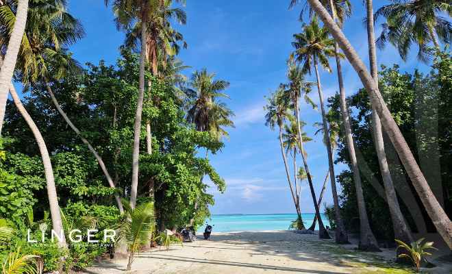 Maldives- Fulhadhoo beach - LiNGER Travel - sandy road flanked by tall palm trees, leading to light blue ocean.